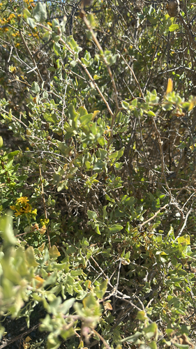 Atriplex lentiformis (big saltbush)