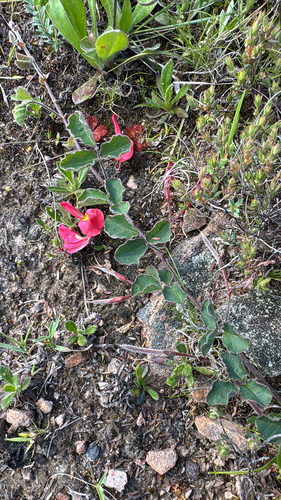Kennedia prostrata (Running Postman) (alternate view 7)