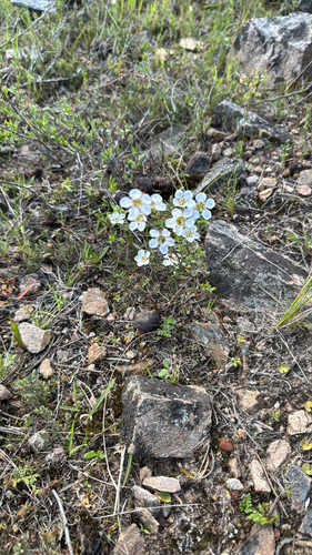 Gaudium myrsinoides (Heath Teatree) (alternate view 6)