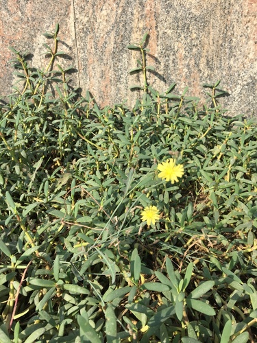 Lactuca serriola (prickly lettuce) (alternate view 2)