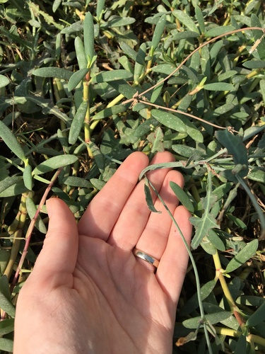 Lactuca serriola (prickly lettuce) (alternate view 4)