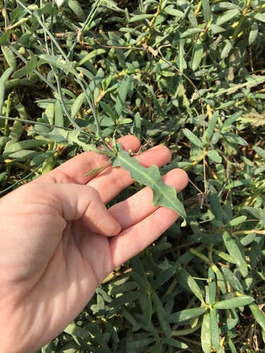 Lactuca serriola (prickly lettuce) (alternate view 3)