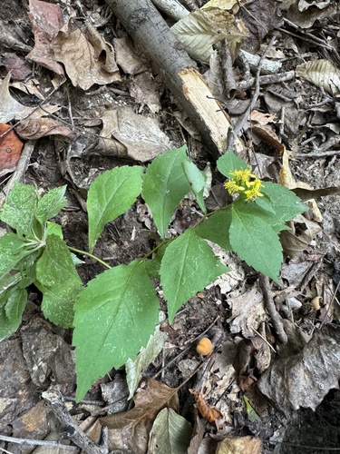 Solidago flexicaulis (broad-leaved goldenrod) (alternate view 5)