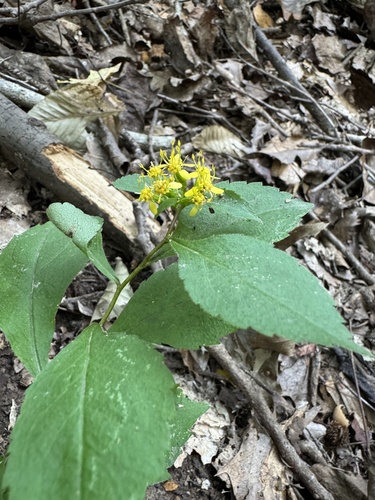 Solidago flexicaulis (broad-leaved goldenrod) (alternate view 6)