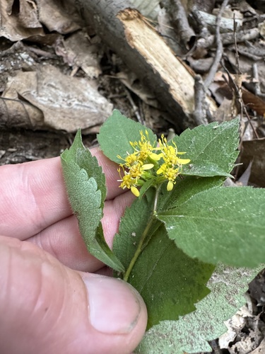 Solidago flexicaulis (broad-leaved goldenrod) (alternate view 7)