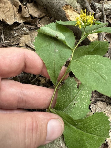 Solidago flexicaulis (broad-leaved goldenrod) (alternate view 8)