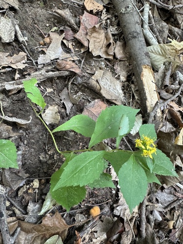 Solidago flexicaulis (broad-leaved goldenrod) (alternate view 9)