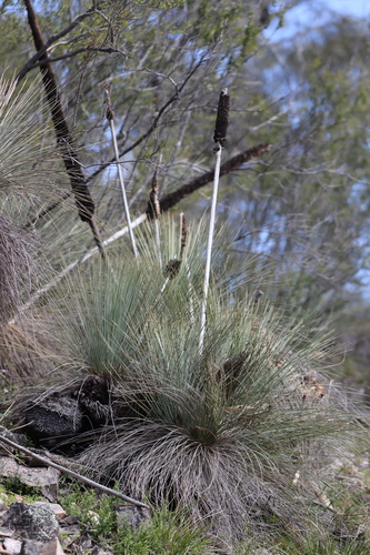Xanthorrhoea quadrangulata (Yacka) (alternate view 4)