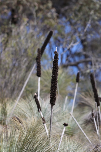 Xanthorrhoea quadrangulata (Yacka) (alternate view 5)