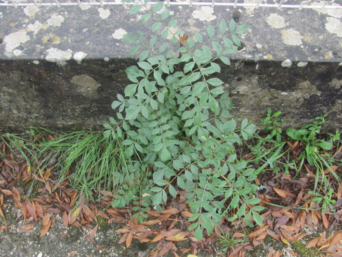 Fraxinus angustifolia (Narrow-leaved Ash) (alternate view 2)