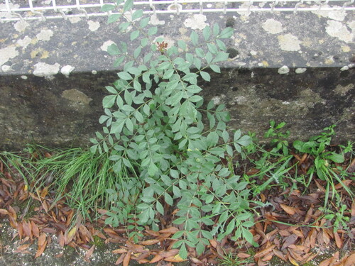 Fraxinus angustifolia (Narrow-leaved Ash) (alternate view 3)