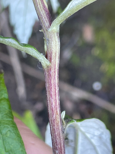 Artemisia suksdorfii (Coastal Mugwort) (alternate view 7)