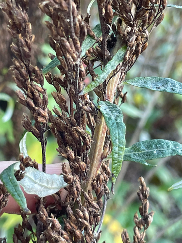 Artemisia suksdorfii (Coastal Mugwort) (alternate view 6)