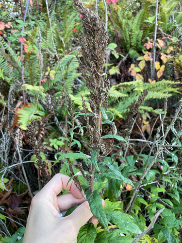 Artemisia suksdorfii (Coastal Mugwort) (alternate view 5)