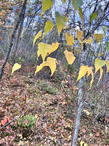 Betula populifolia (gray birch) (alternate view 2)