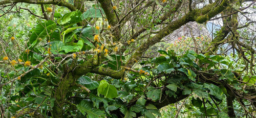 Epipremnum aureum (Golden Pothos) (alternate view 4)