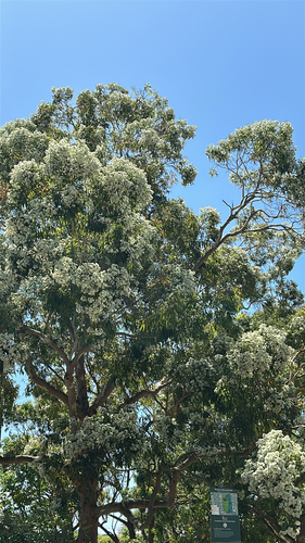Angophora costata (Smooth-barked apple)