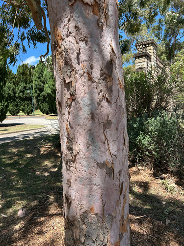 Angophora costata (Smooth-barked apple) (alternate view 3)