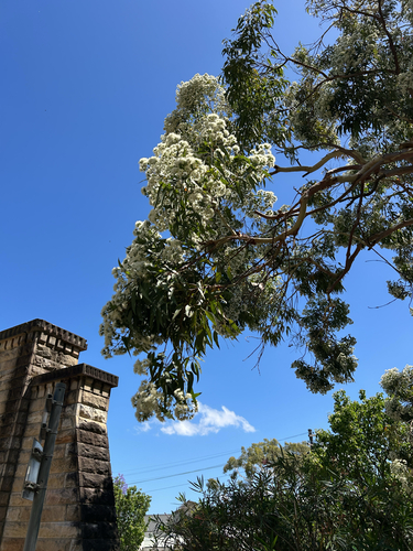 Angophora costata (Smooth-barked apple) (alternate view 2)