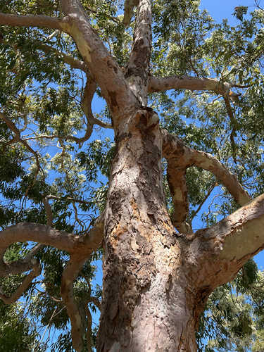 Angophora costata (Smooth-barked apple) (alternate view 4)