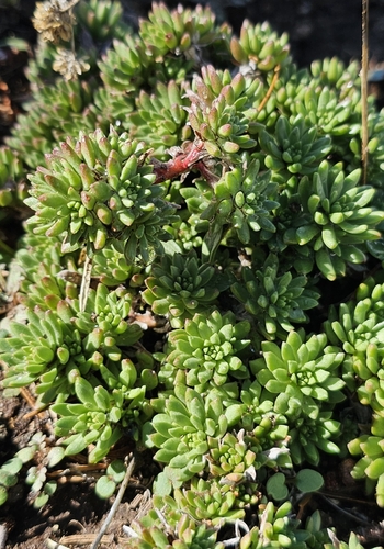 Sedum stenopetalum (Wormleaf Stonecrop) (alternate view 5)