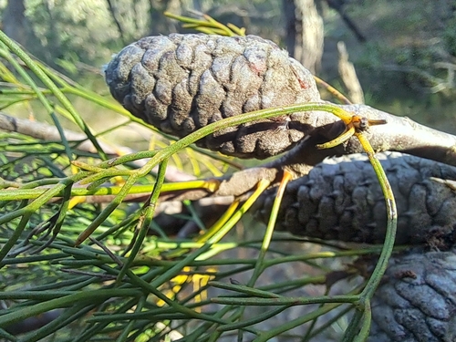 Petrophile pulchella (Conesticks) (alternate view 3)
