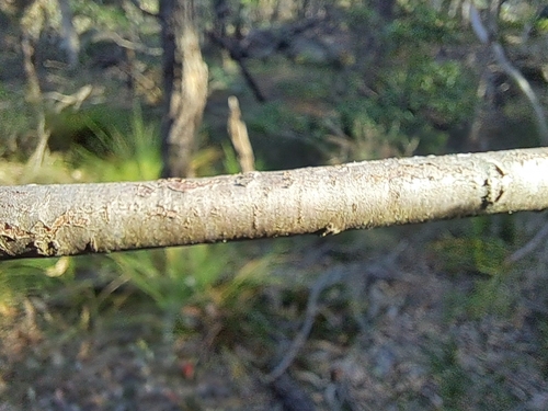 Petrophile pulchella (Conesticks) (alternate view 4)