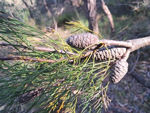 Petrophile pulchella (Conesticks) (alternate view 5)