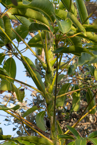 Heptapleurum actinophyllum (Australian Umbrella Tree) (alternate view 5)