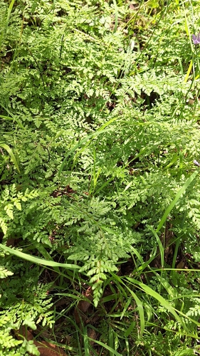 Cheilanthes austrotenuifolia (Rock Fern)