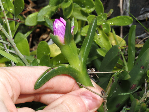 Carpobrotus rossii (Australian Pig Face) (alternate view 2)