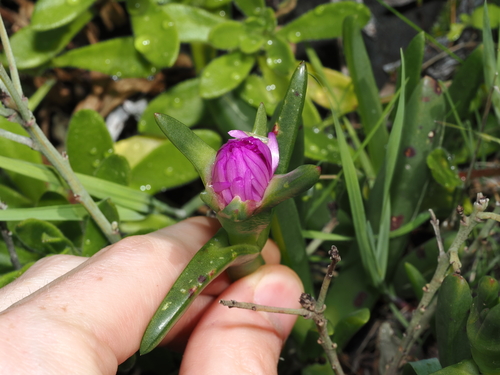 Carpobrotus rossii (Australian Pig Face) (alternate view 3)