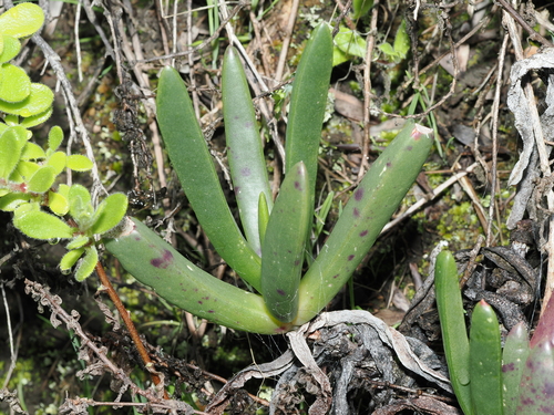 Carpobrotus rossii (Australian Pig Face) (alternate view 4)