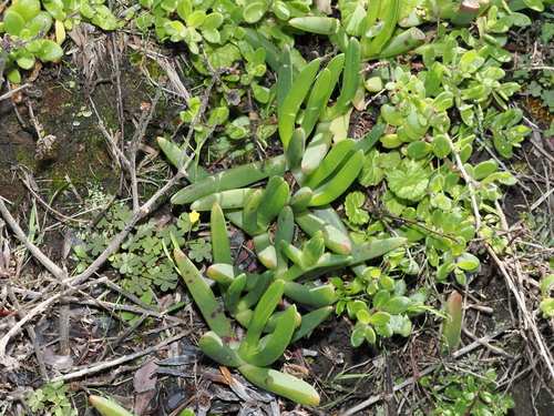 Carpobrotus rossii (Australian Pig Face) (alternate view 5)