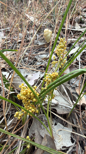 Lomandra filiformis (wattle mat-rush) (alternate view 9)