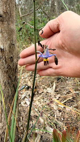 Dianella revoluta (Blueberry Lily) (alternate view 8)