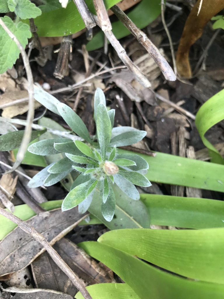 Convolvulus cneorum, Silverbush — mounding evergreen (Convolvulaceae) (image 7 of 10)