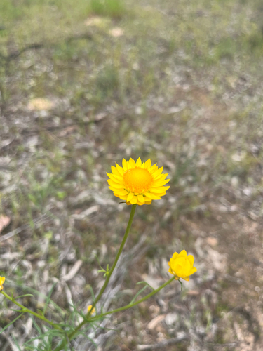 Xerochrysum viscosum (sticky everlasting) (alternate view 9)