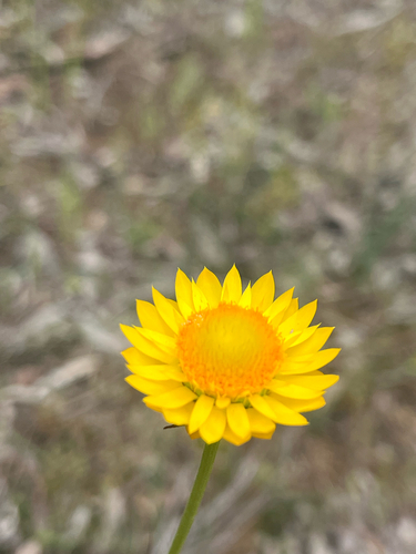 Xerochrysum viscosum (sticky everlasting) (alternate view 8)