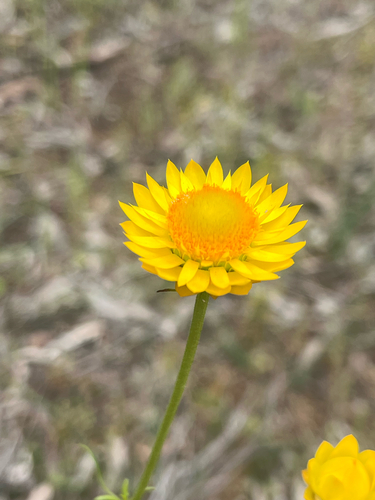 Xerochrysum viscosum (sticky everlasting) (alternate view 7)