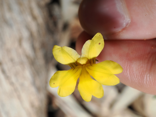 Goodenia pinnatifida (scrambled eggs) (alternate view 5)