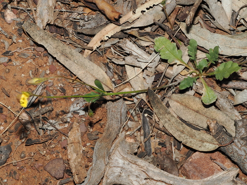 Goodenia pinnatifida (scrambled eggs) (alternate view 4)