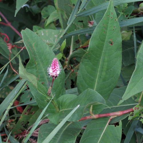 Persicaria amphibia (water smartweed)