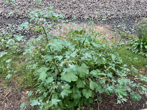 Malva multiflora (Cretan mallow) (alternate view 9)