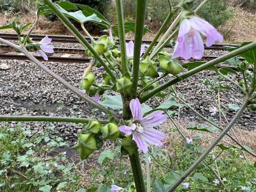 Malva multiflora (Cretan mallow) (alternate view 10)