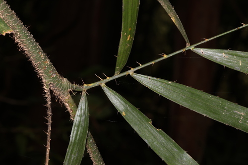 Calamus muelleri (Wait-a-while) (alternate view 5)