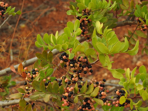 Pistacia lentiscus (mastic)