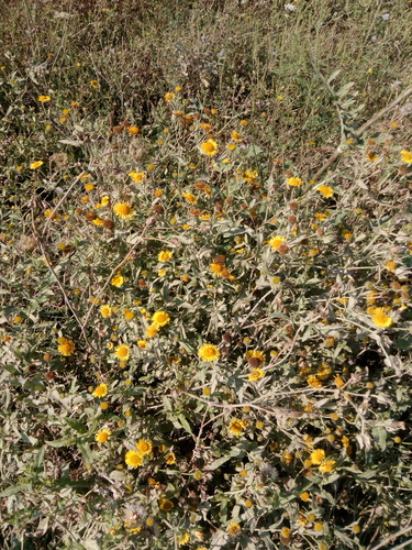 Pulicaria dysenterica (Common Fleabane)