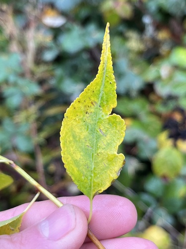 Celastrus orbiculatus (Asian bittersweet)