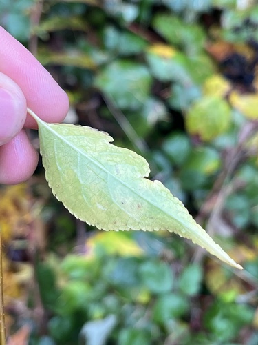 Celastrus orbiculatus (Asian bittersweet)